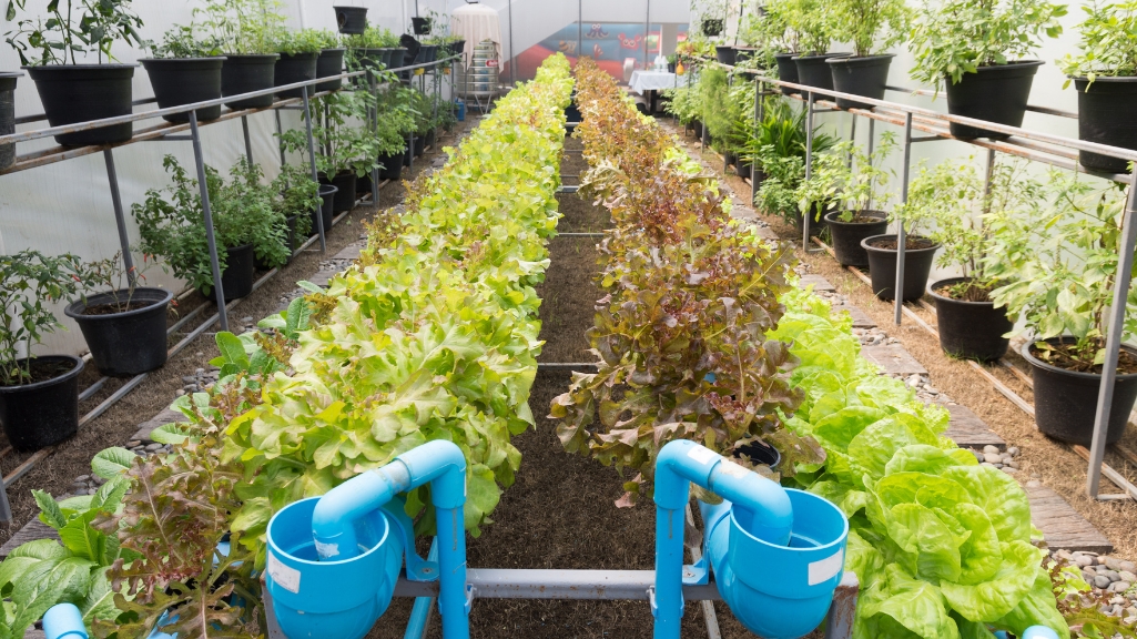 Aquaponics Farming