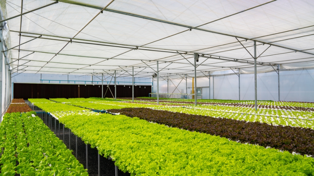 Hydroponics Farming